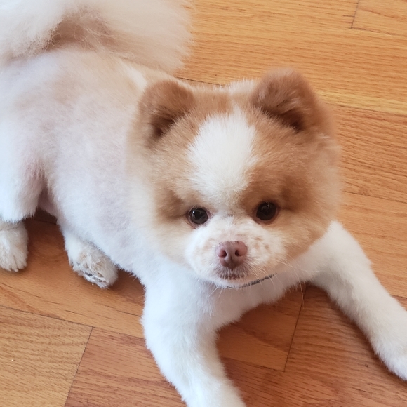 Meet your Posher, Diana - Picture 8 of 10